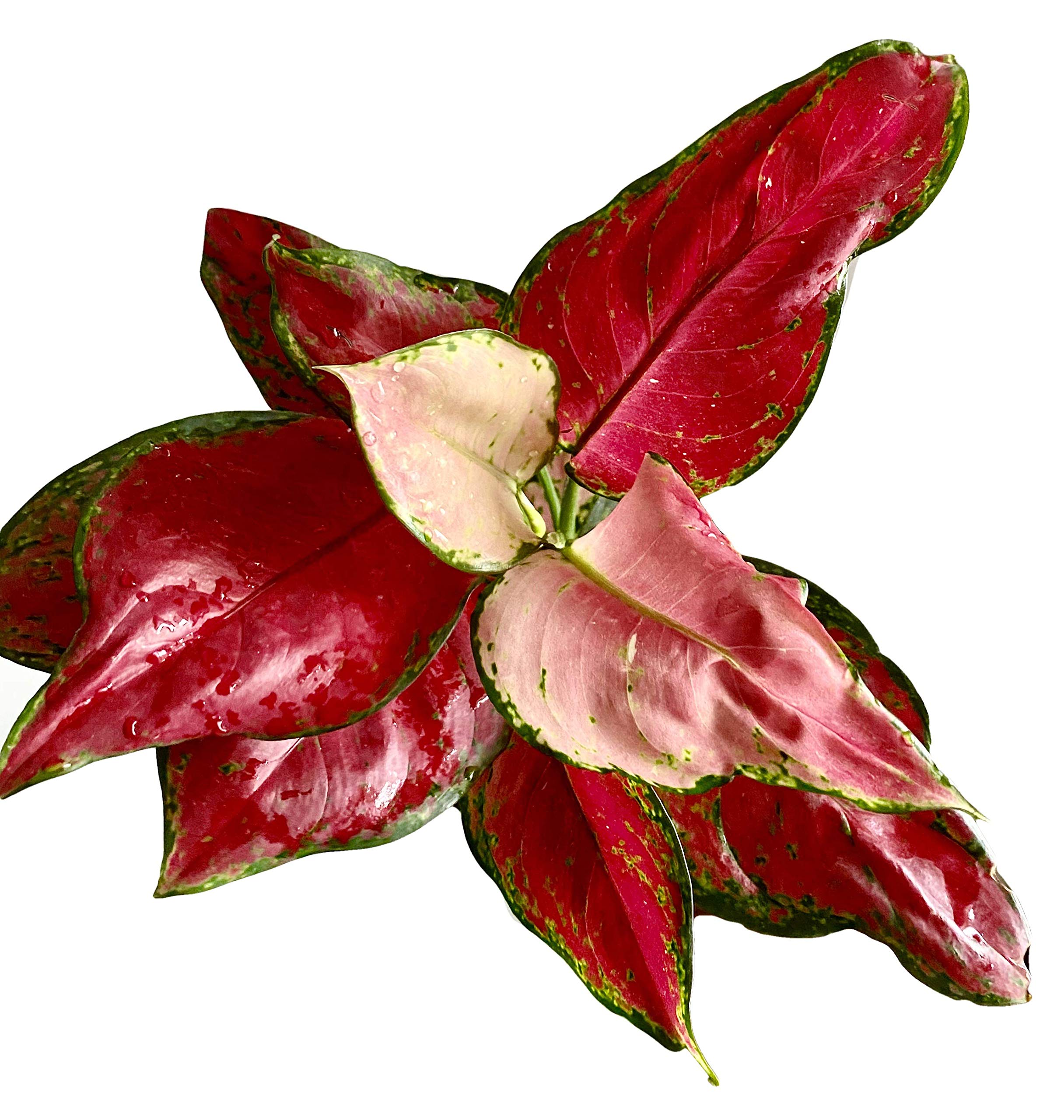 The Four Seasons Aglaonema Red Master Rare Imported Variety Natural Live Plant in Pot (B07DJQ7QLJ) Amazon Price History, Amazon Price Tracker