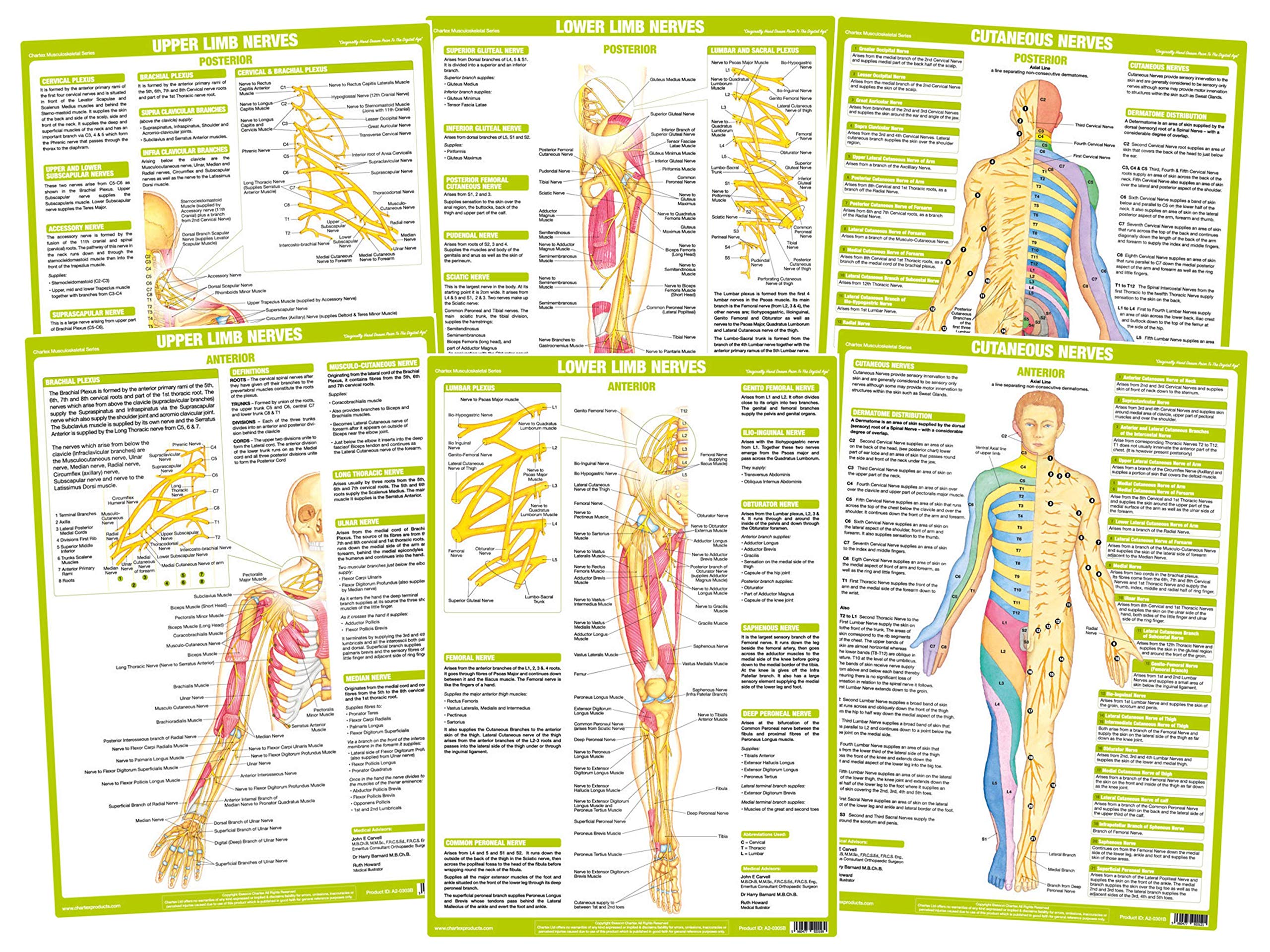 Chartex Nervous System Charts | Central Nervous System posters | Peripheral Nervous system | Human Body Anatomy (A2 Laminated, Set of 6)