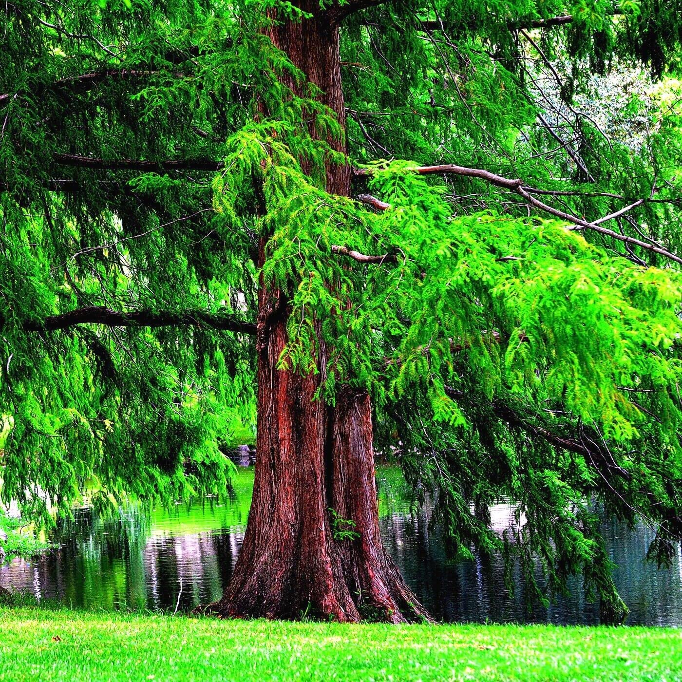 25 Seeds Dawn Redwood Tree | Metasequoia glyptostroboides Seeds Fast Hardy Bonsai Plant