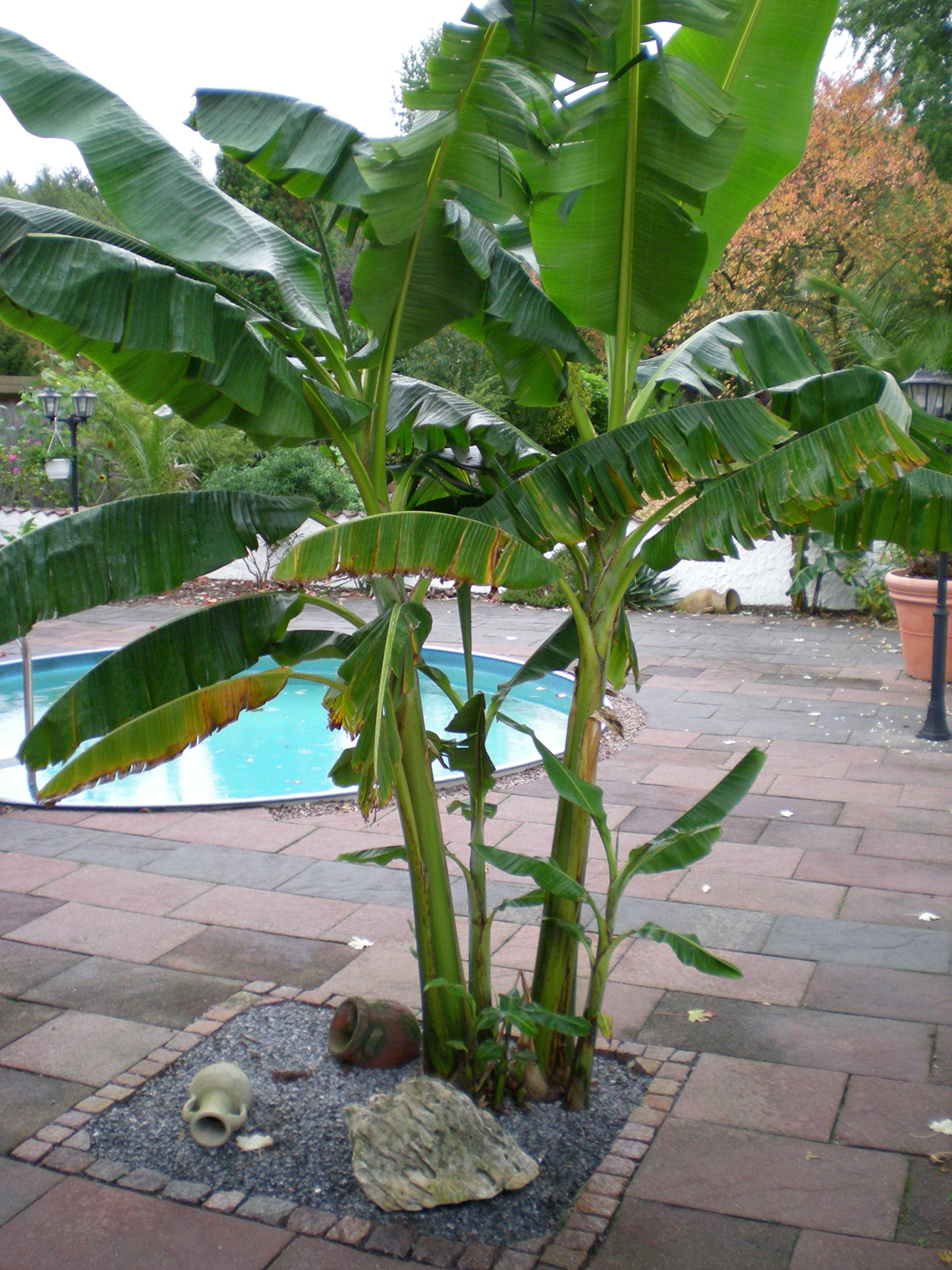 Bananen, Bananenbaum, Dnger 1,5 Kg : Amazon.de: Garten