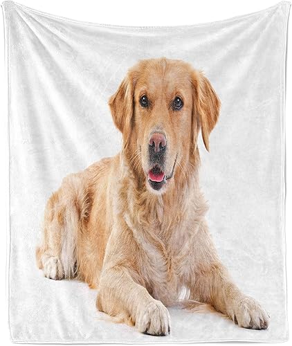 Ambesonne Golden Retriever Throw Blanket, Young Pedigree Puppy Laying Over White Background Dog, Flannel Fleece Accent Piece Soft Couch Cover for