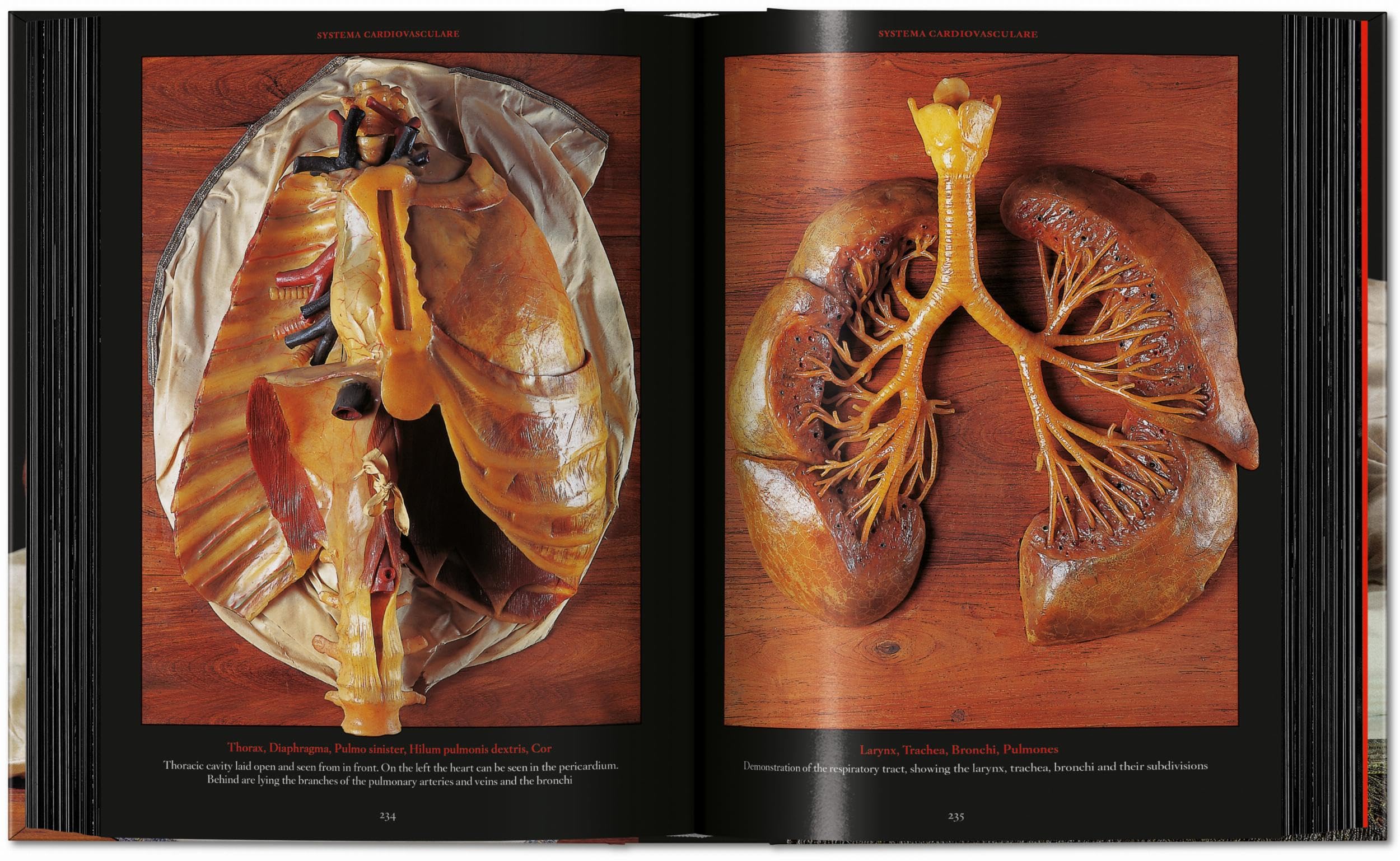 Anatomical Waxes. 45th Ed. (45th Edition)