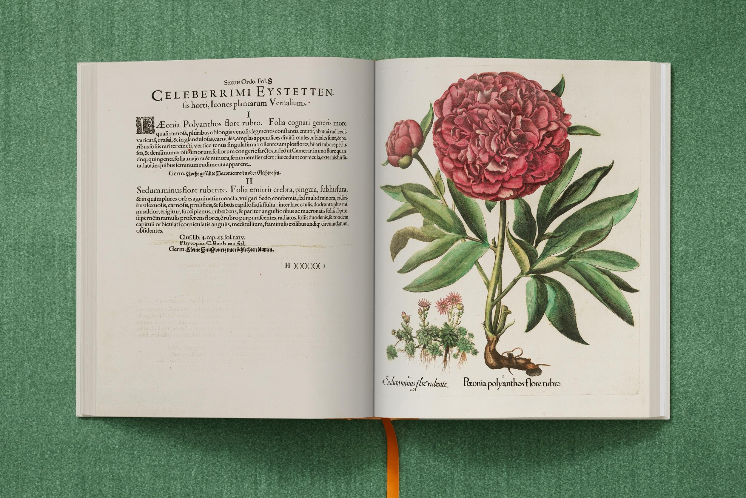 Basilius Besler: The Garden at Eichstätt: 1-3