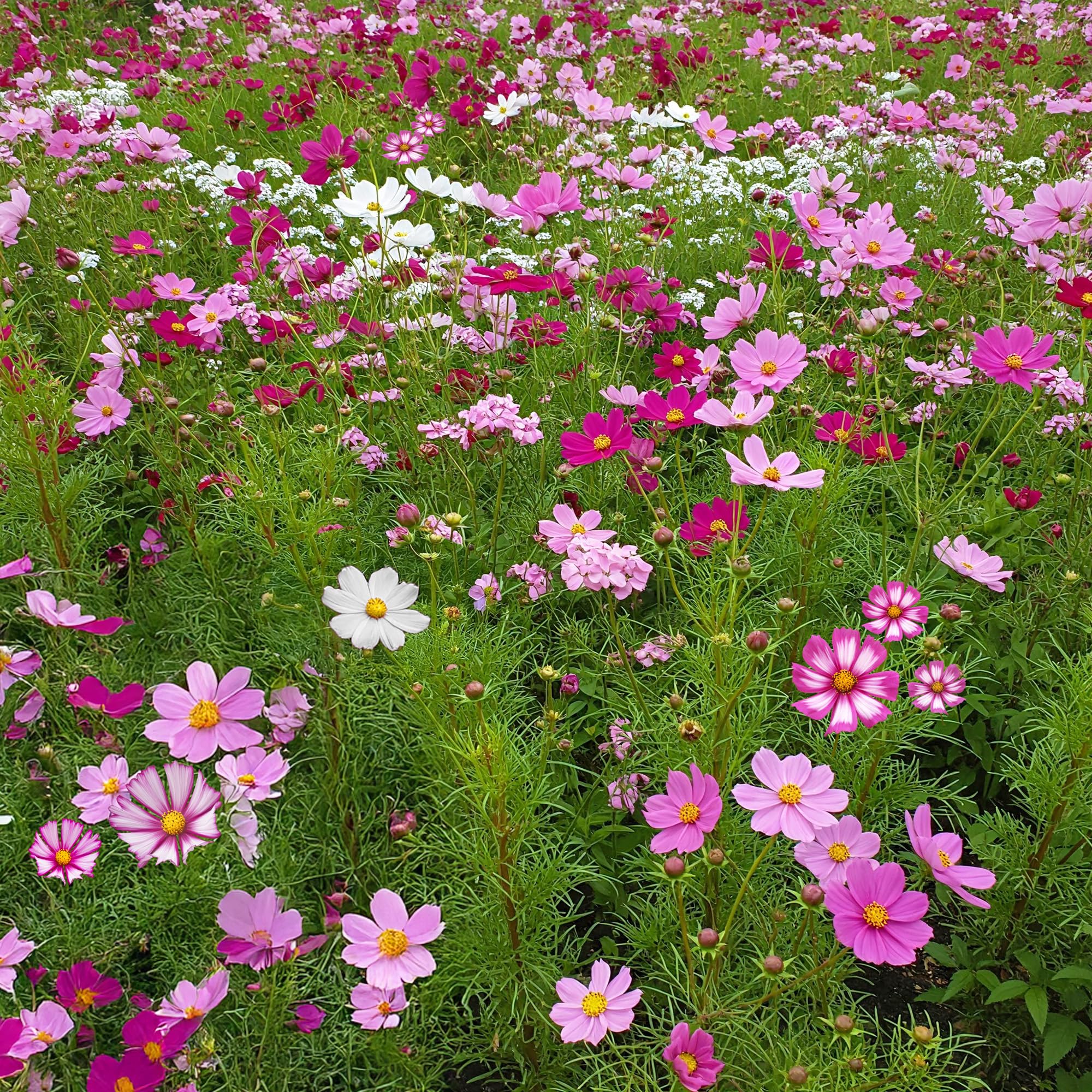 Ferry Morse Cosmos Mix Flower Seeds