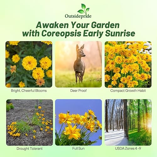 Miniatura 2 de Outsidepride 250 semillas perennes tempranas amanecer amarillo Coreopsis semillas de flores para plantar