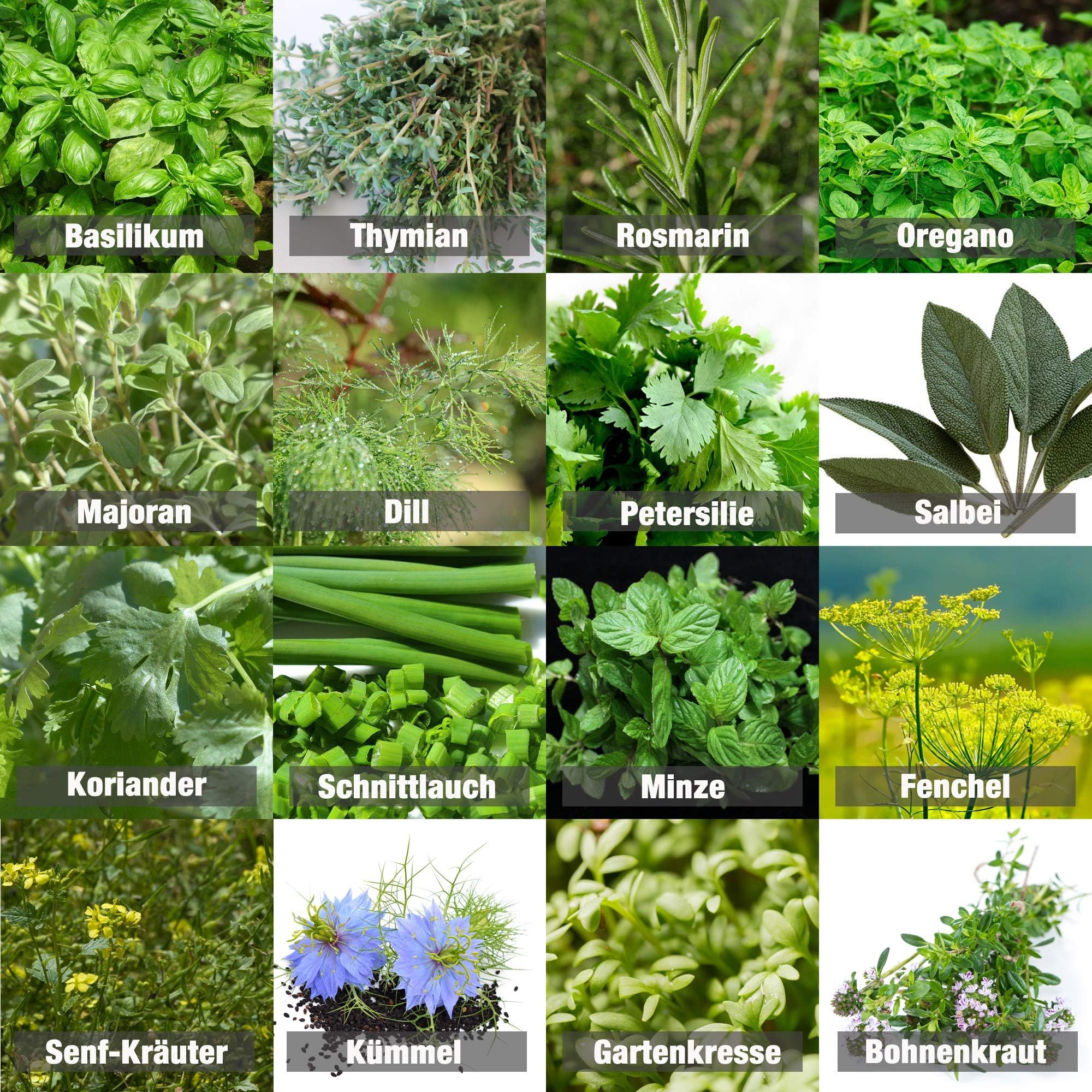 Mix"herb Garden" 16 x 25 Seeds of The Most Popular Herbs from Portugal/Organic Farming (No Chemistry/no Artificial Growth Helper)