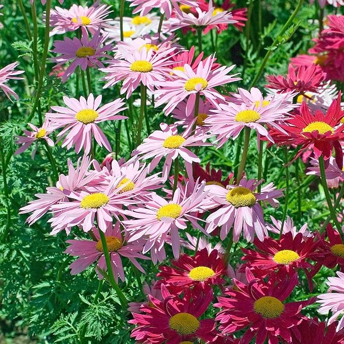As perennial plants, Pyrethrum Tanacetum Chrysanthemum flowers will come back year after year, bringing a touch of pink color to the garden in the spring and summer months. These seeds are a great choice for gardeners looking to add a pop of color to their outdoor space with minimal maintenance required. Description by ChatGPT.
