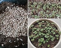 Vista 7 de 25QT Organic Vermiculite Granules for Plants and Gardening