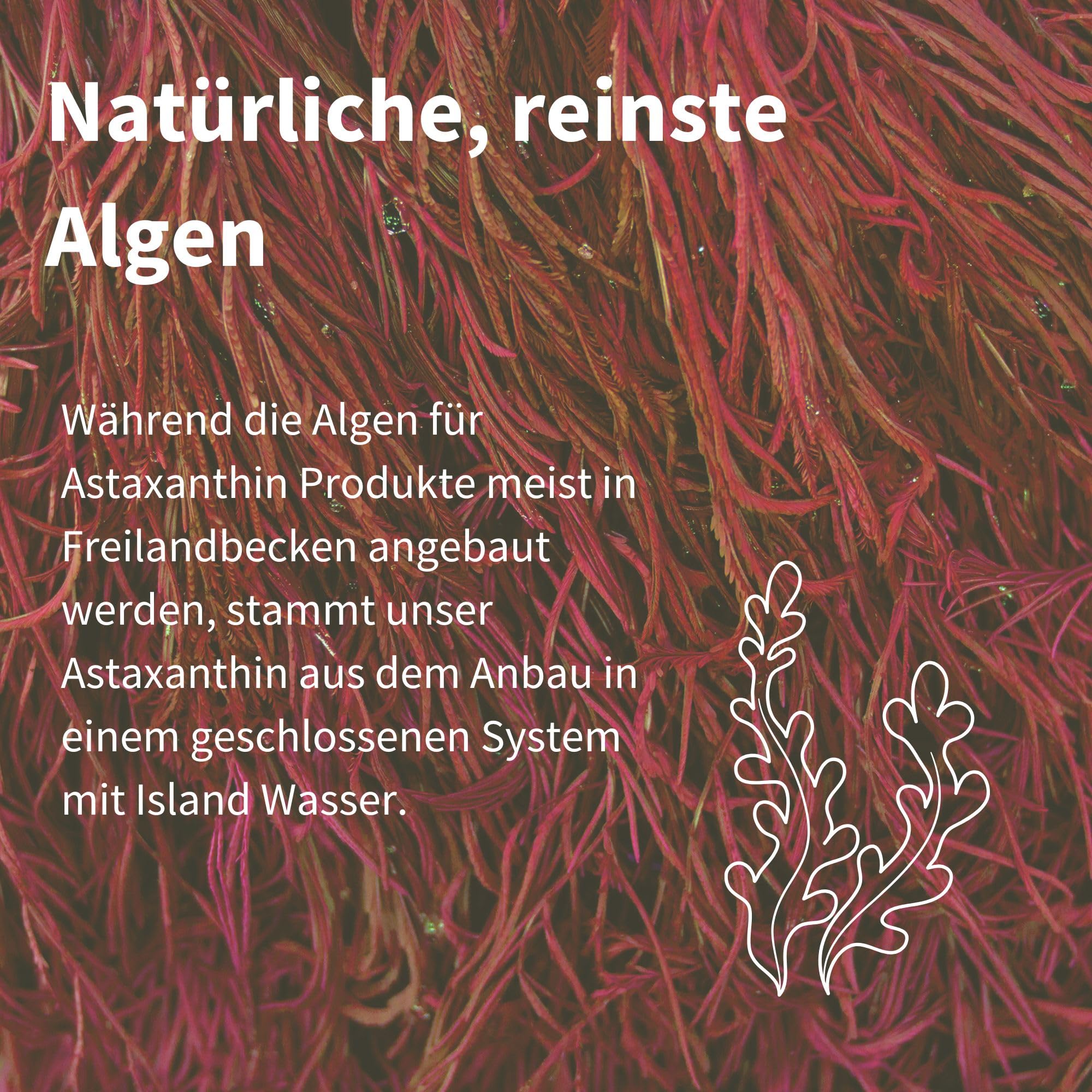 Igennus Ultra Pure Astaxanthin – Antioxidantien-Komplex mit 42 mg H. pluvialis, enthält 4 mg natürliches Astaxanthin, 90 vegane Kapseln, gentechnikfrei