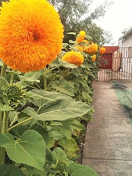 sunflower171707ページ 25+ SKYSCRAPER SUNFLOWER SEEDS - HEIRLOOM - NON-GMO - FRESH