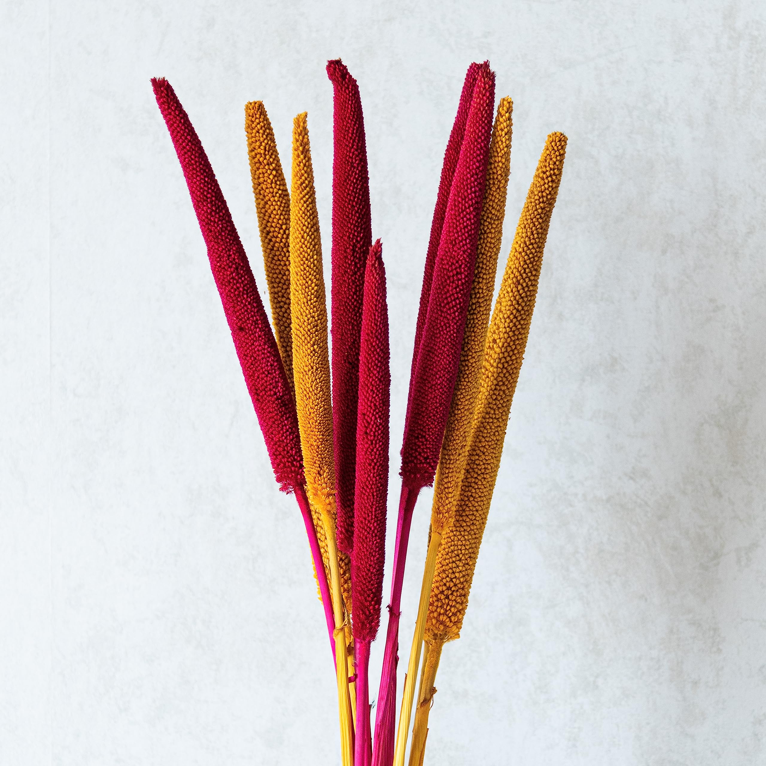 Summer Blaze Millets Flower 10 Sticks |Eco-Friendly Flowers for Home Dcor | Vase Filler for Home-image-26