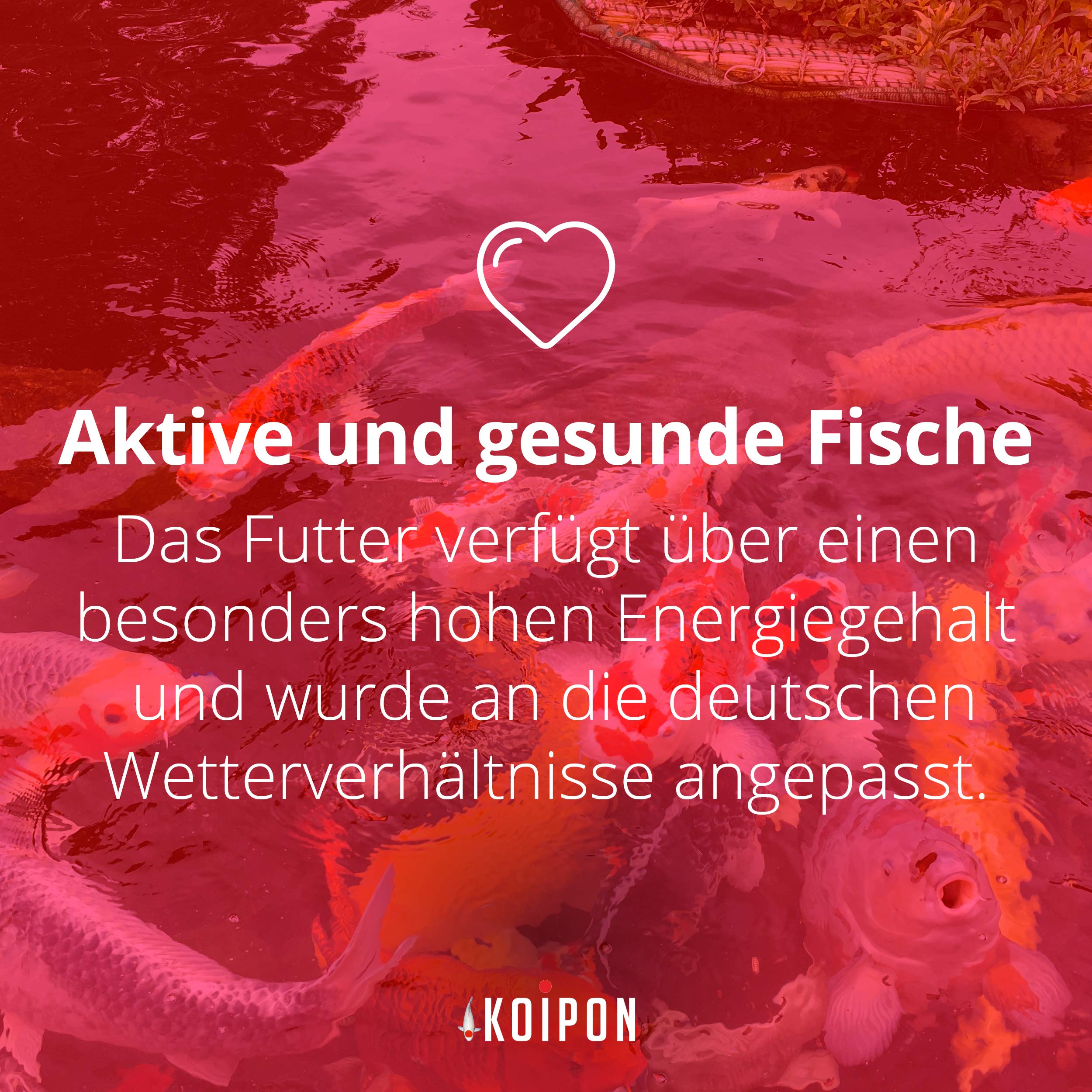 KOIPON Condition Koifutter 3,5 kg 6 mm Frühjahr & Herbst, schwimmend | Leicht verdauliches Frühjahrs- & Herbstfutter, schwimmende Pellets – für japanische Koi, auch für Goldfische