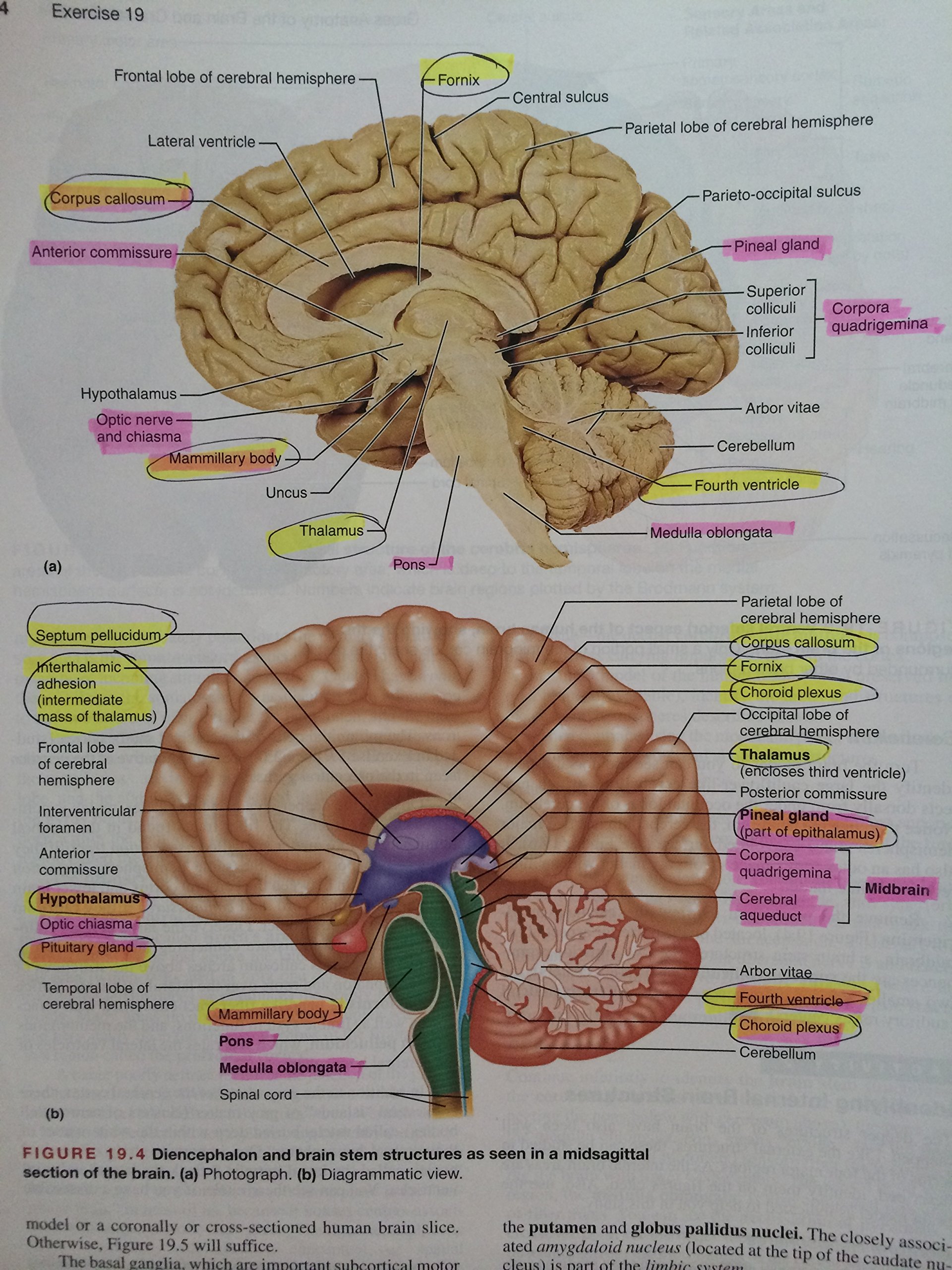 Human Anatomy & Physiology: Cat Version - Image 4