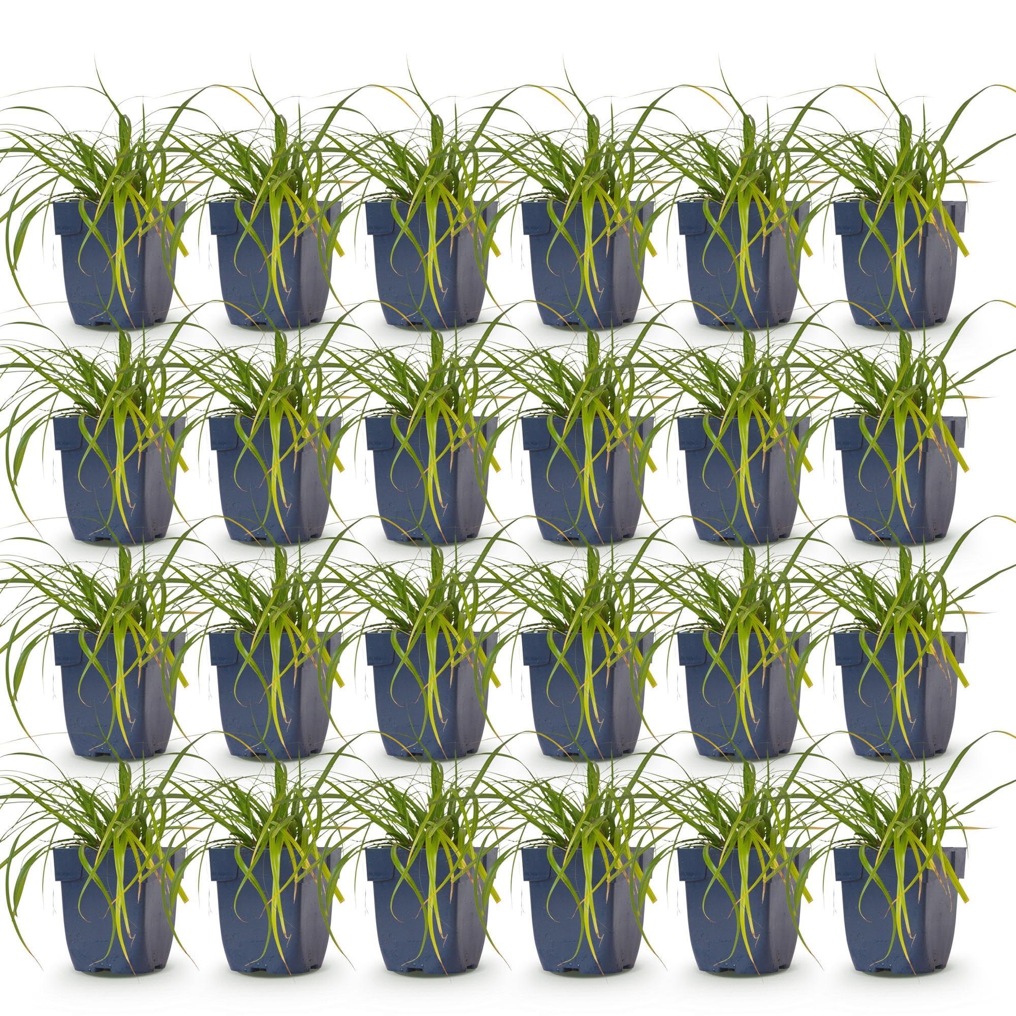Green boutiQ - Gräser - Carex oshimensis Evergreen - Japanisches Sauergras - Immergrün - Grün - 24 Pflanzen - Topf 11cm - Höhe 15-25cm