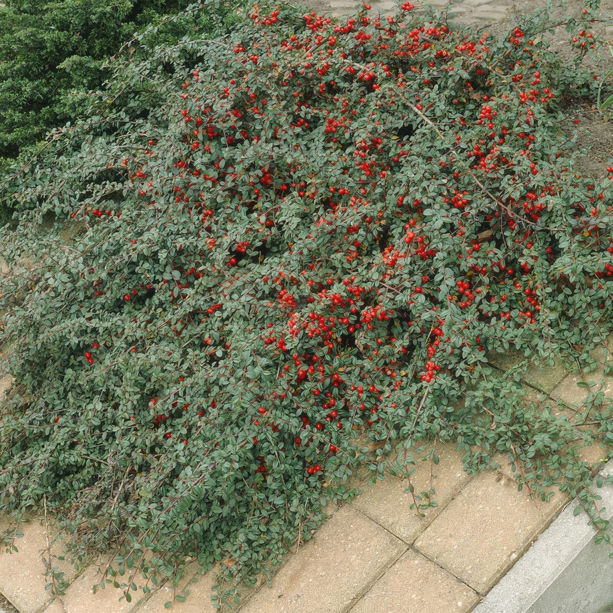 Cotoneaster roślina okrywowa do ogrodu, czerwone jagody, zestaw 60 sztuk, 25 cm, Ø 9 cm