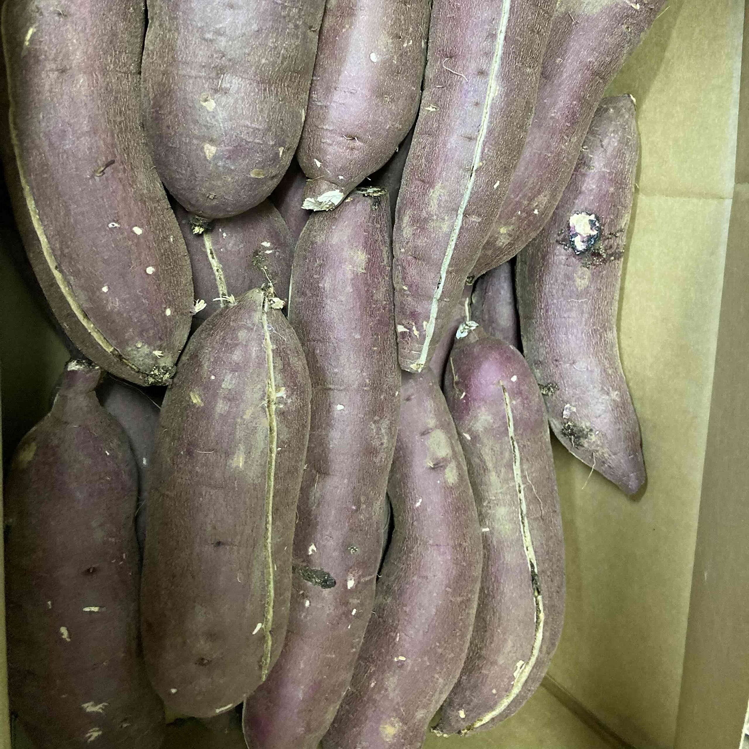 Sweet Potato　さま専用 Sweet Potato さま専用