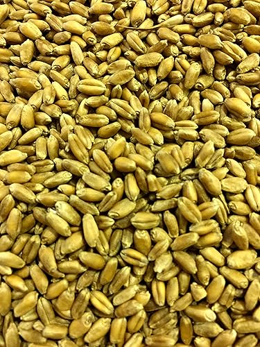 Miniatura 5 de Semilla de trigo prémium sin OMG, semillas de hierba de gato, pasto de trigo, trigo rojo duro de invierno (10 libras)