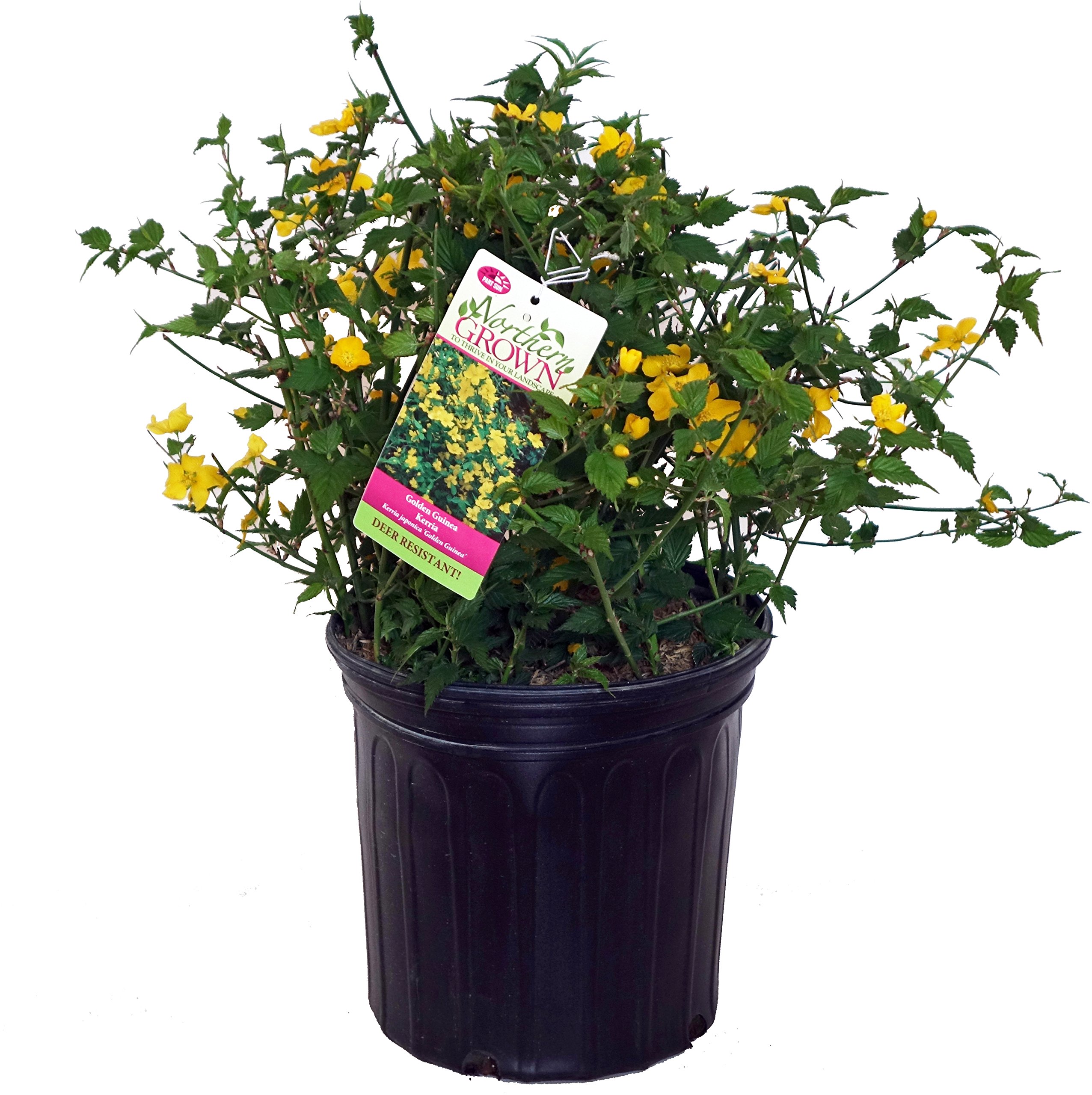 Kerria japonica 'Golden Guinea' (Japanese Kerria) Shrub, yellow flowers, #2 - Size Container
