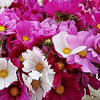 Vista 3 de Outsidepride Mezcla anual de semillas de flores silvestres Cosmos Bipannatus de 1000 semillas para plantar