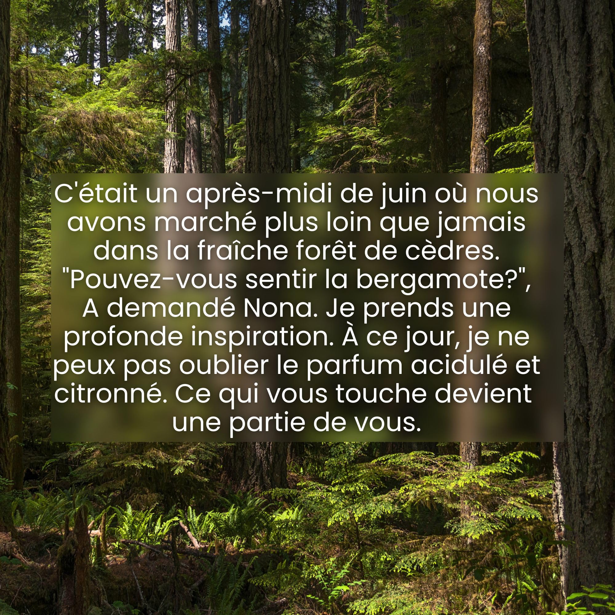 Jean & Len Savon mains Bergamot & Cedarwood, nettoie les mains sollicitées, pour un usage quotidien, savon liquide en distributeur, parfum frais et citronné, végane, 250 ml