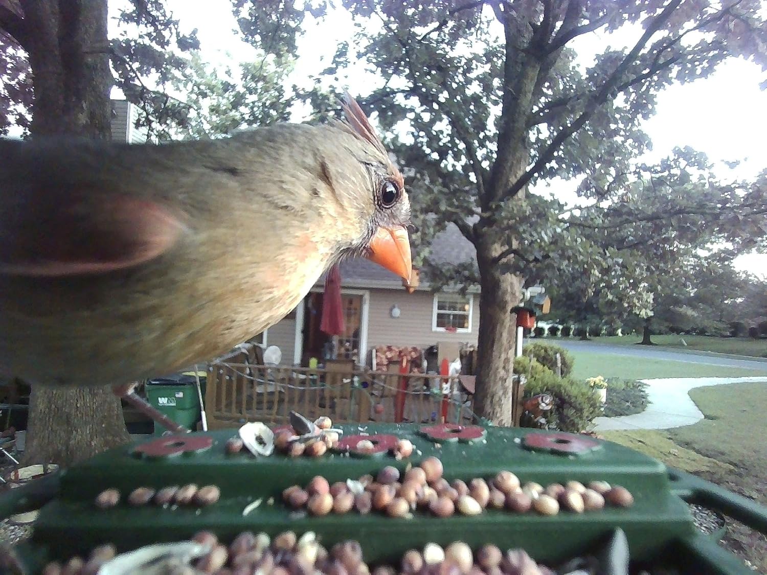 Bird Feeder Camera High Definition with Live View Wireless Photo and Video Capture Motion Activated Solar Powered