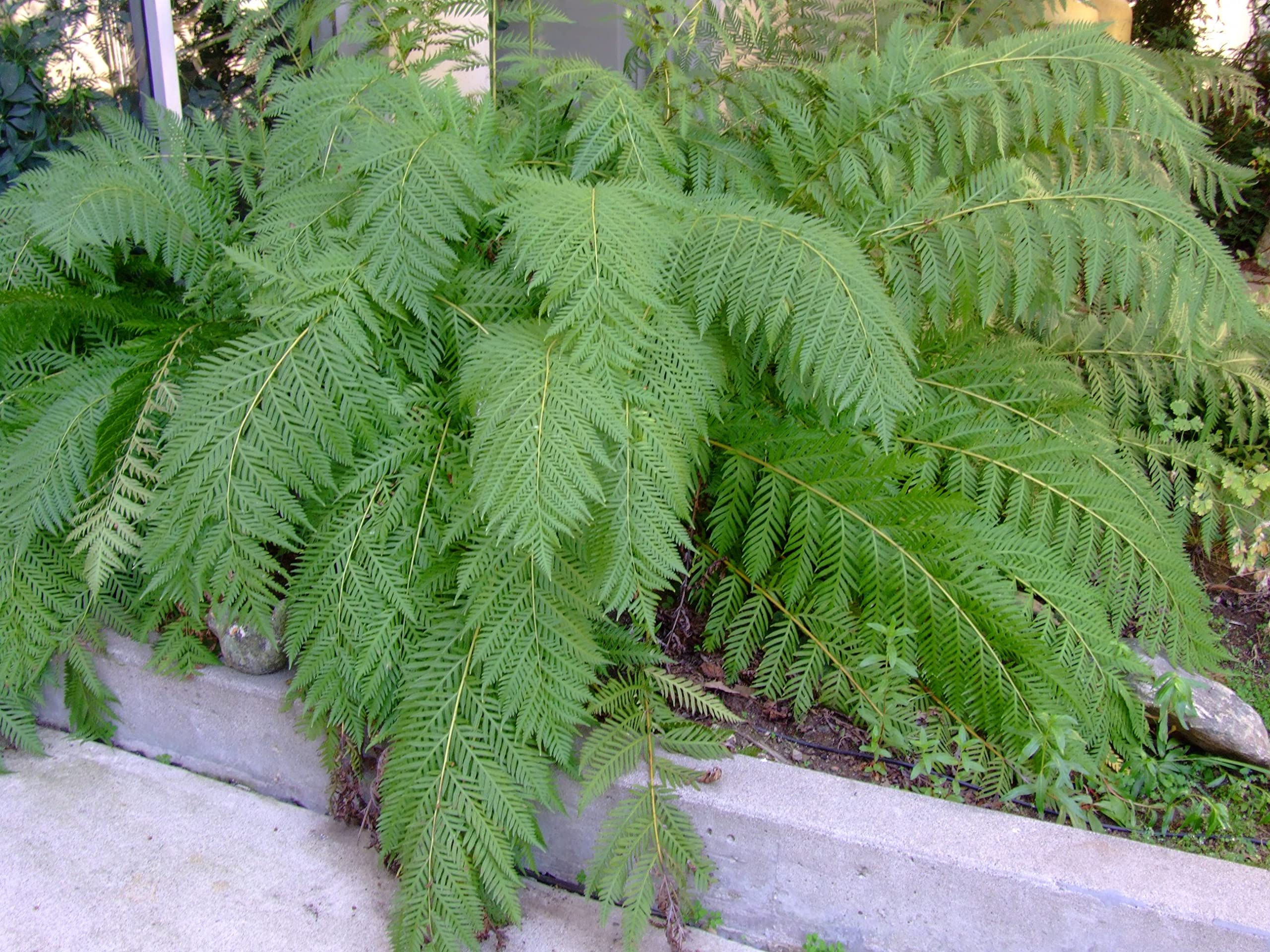 Woodwardia fimbriata | Giant Chain Fern | Plug Plant