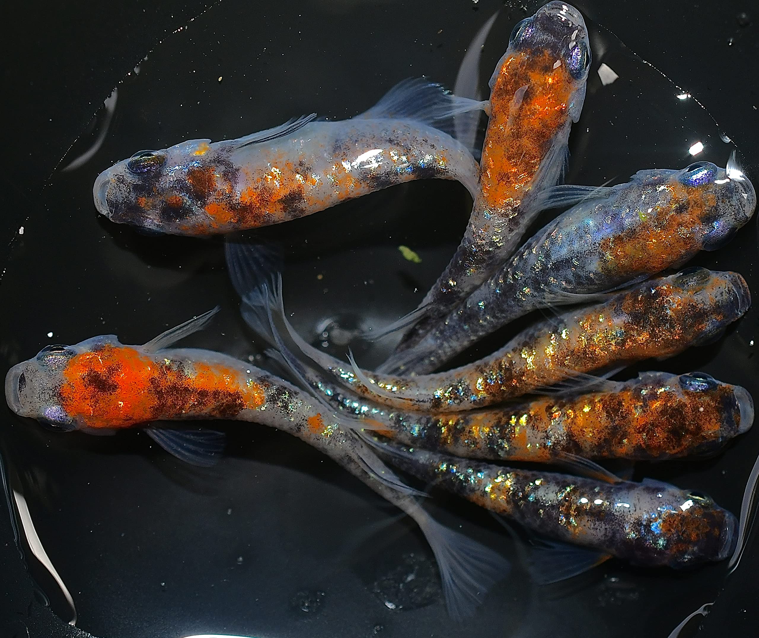 めだかページ めだか屋新時代 (@sinzidai10411) • Instagram photos and videos