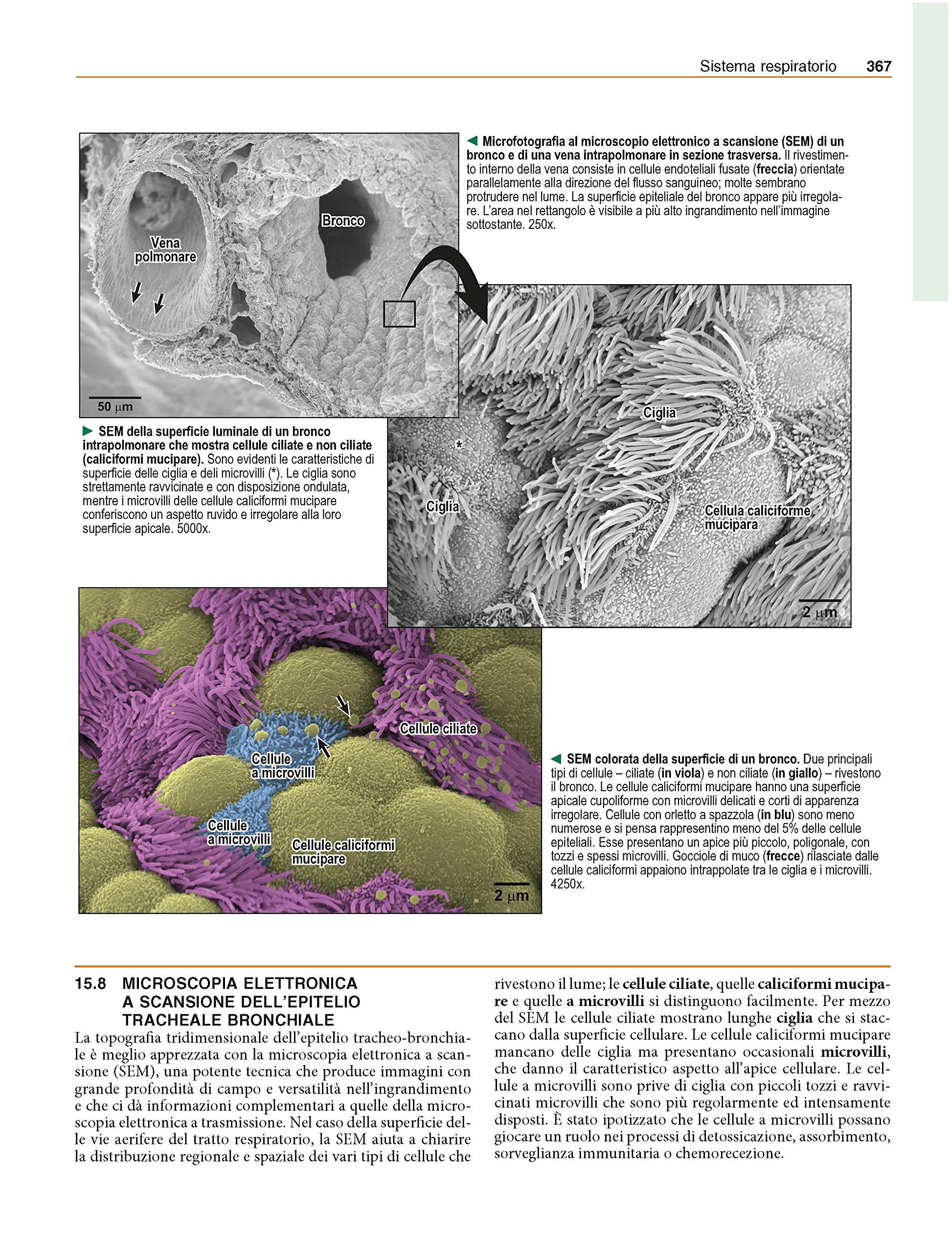 Netter's. Istologia e anatomia microscopica. Con correlazioni cliniche e istopatologiche