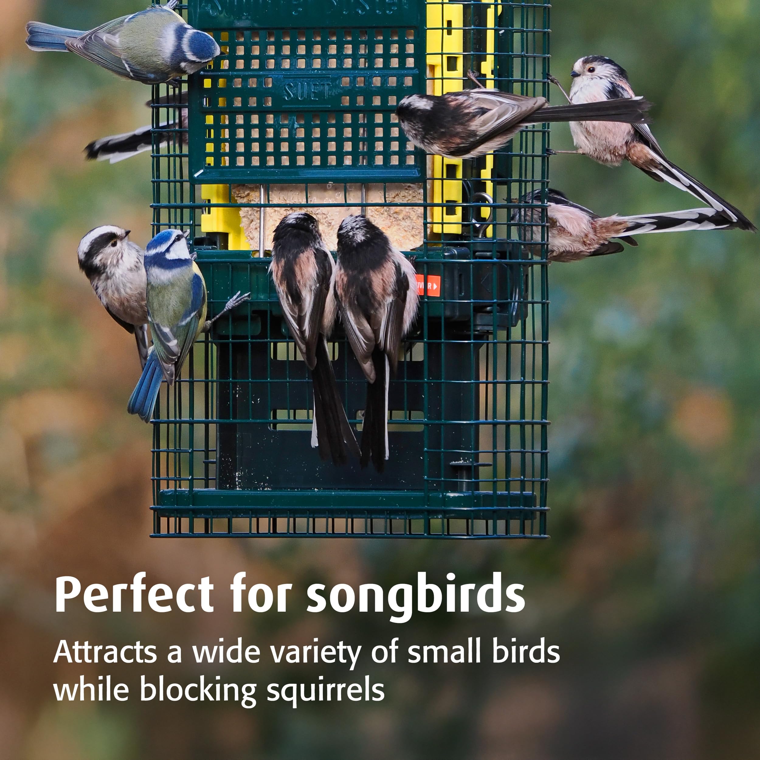 Mangeoire à Oiseaux Sauvages Contre écureuils Perky-Pet Mangeoire à