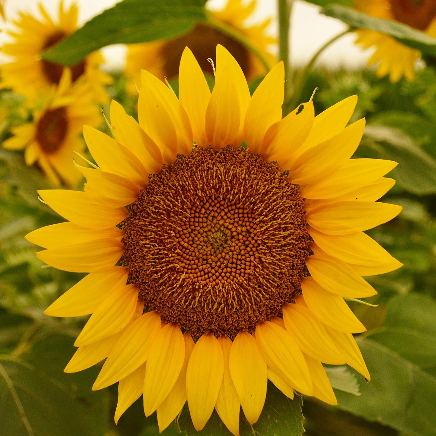 Peredovik Sunflower 50 Seeds Heirloom & Open