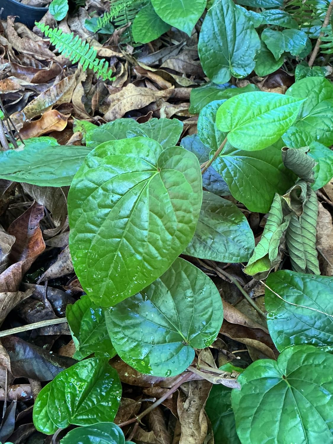Fresh Piper Betel Vine Plant Cuttings, Live Betel Leaf Stems for Growing