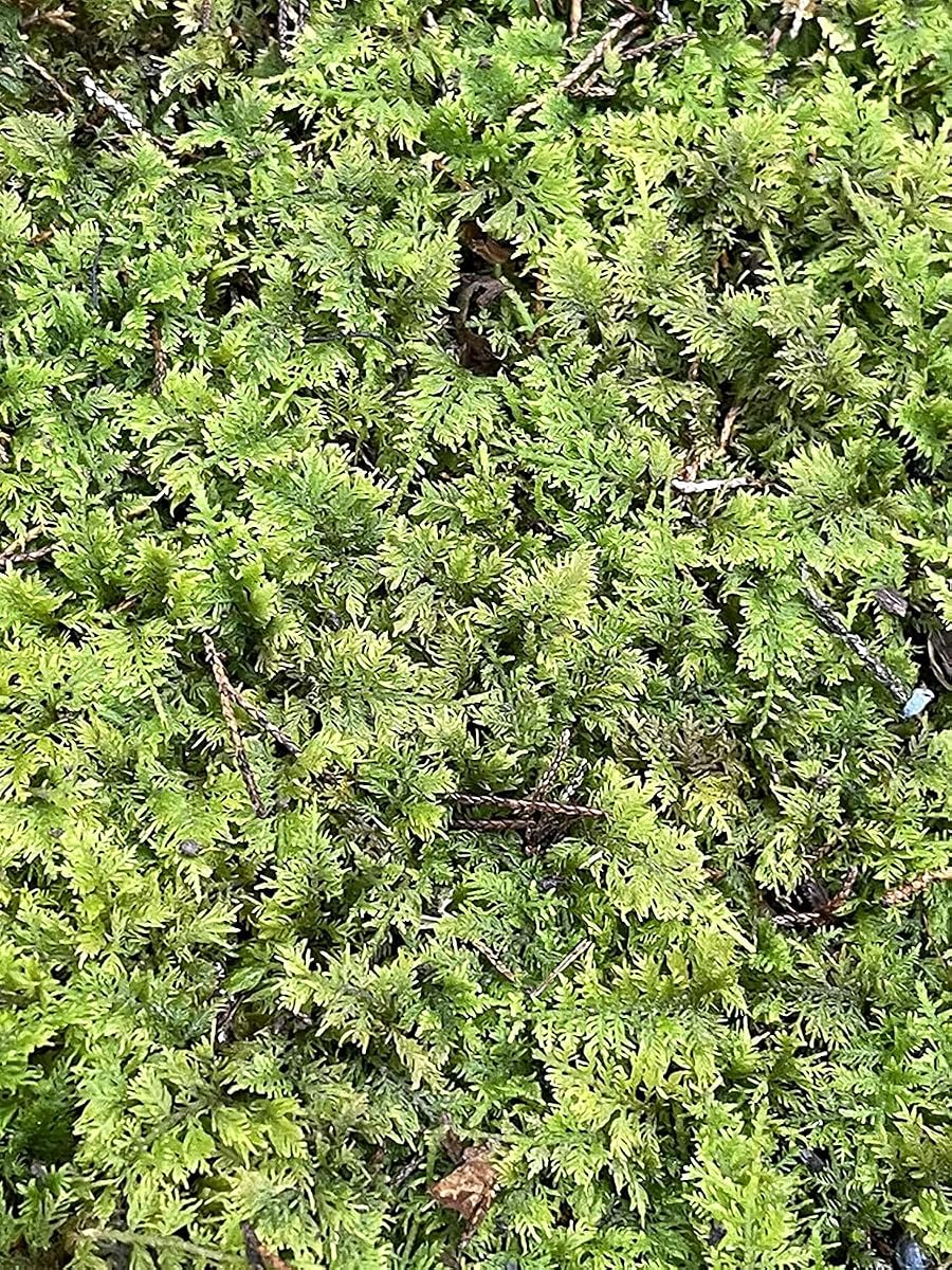 Living Mixed Moss Perfecto para terrarios, Bonsai y kokedamas Hoja de 9"x12"