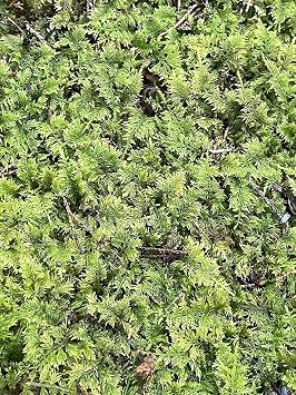 Living Mixed Moss Perfect for terrariums, Bonsai and kokedamas 9"x12" Sheet