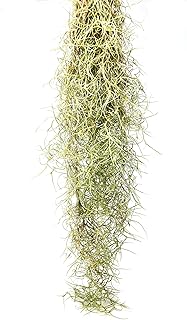 Sponsored Ad - HOUSE PLANT SHOP | Spanish Moss | Live Air Plant | Free Care Guide