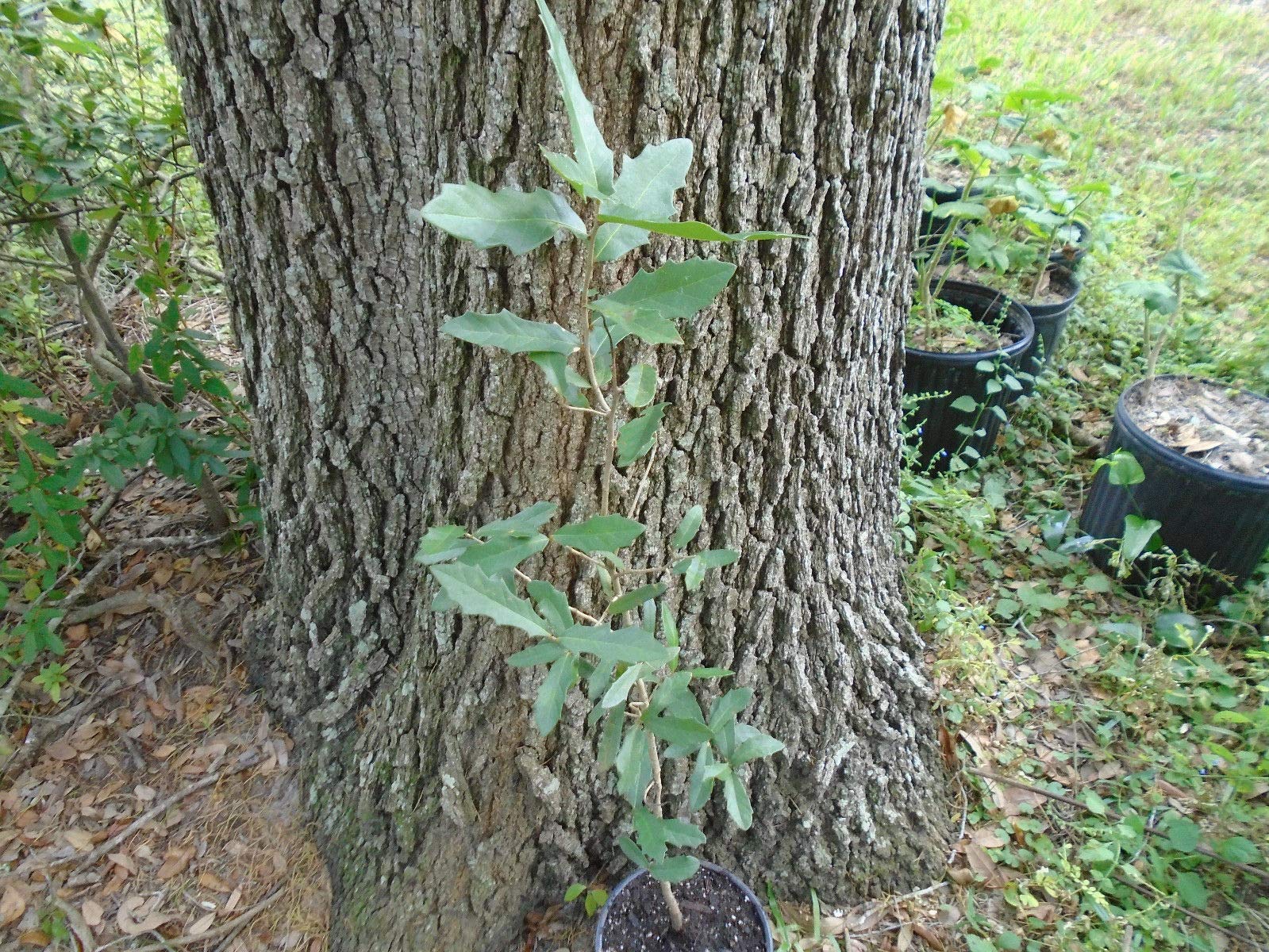 SEMI DI GERMINAZIONE: Süd-Live Oak Baum -Quercus Virginiana- 2 1/2 Ft -7" Starter