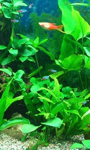 Aquarium 3D Pro Live Wallpaper – vue 3