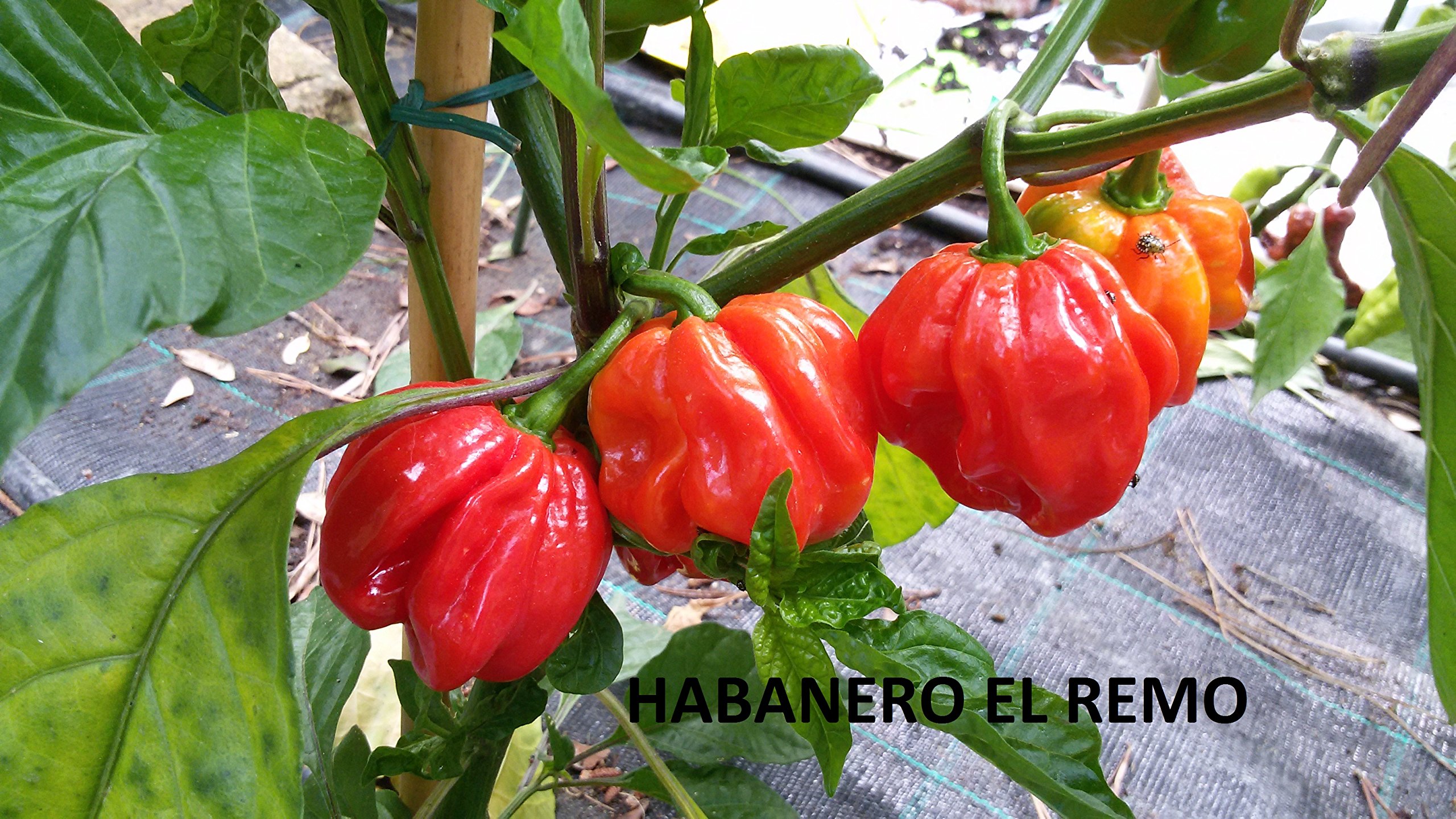 habanero red regency purple