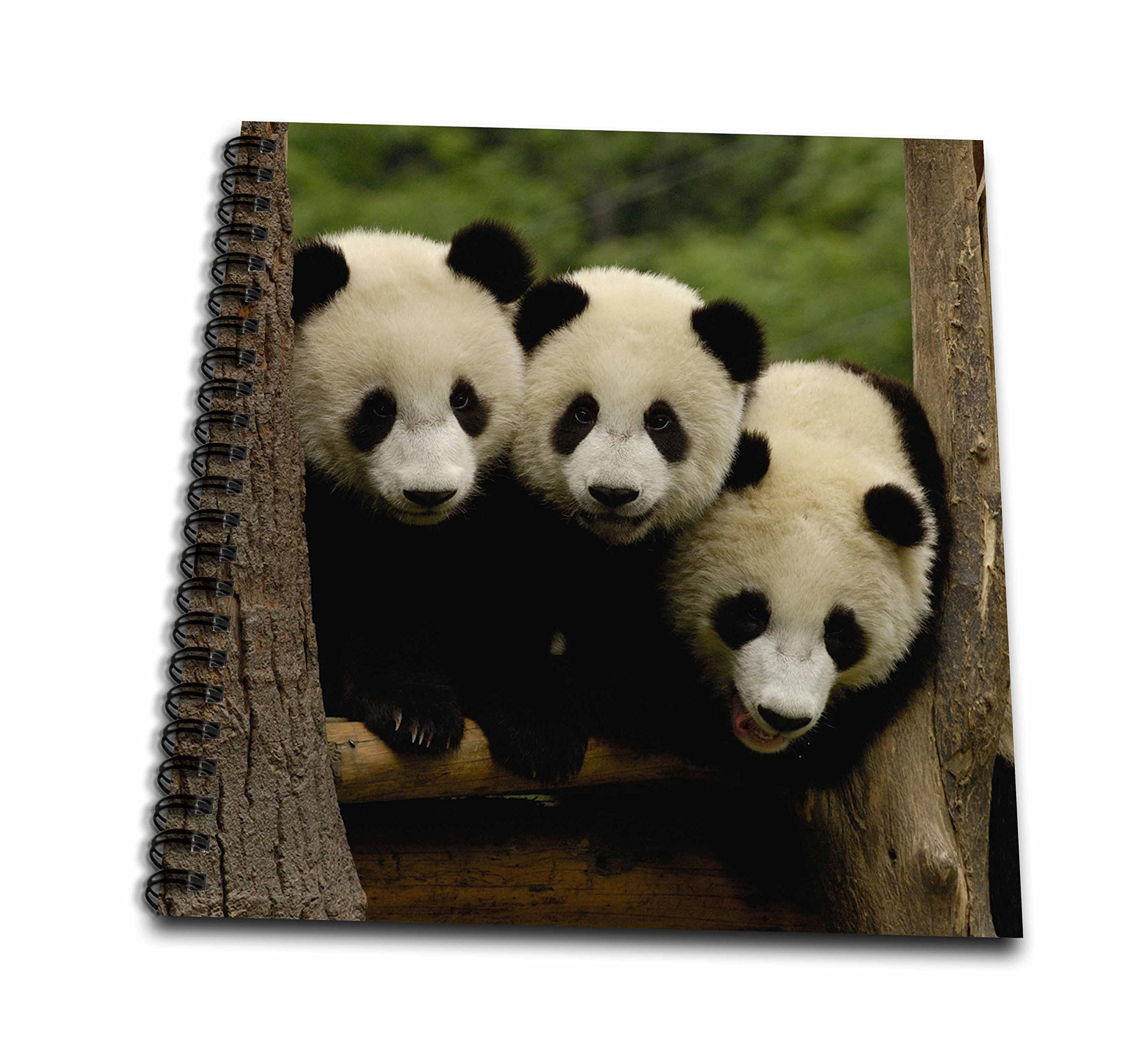 3dRose db_70209_2 Giant Panda Bears, Wolong China Conservation, China-AS07 POX0378-Pete Oxford-Memory Book, 12 by 12-Inch