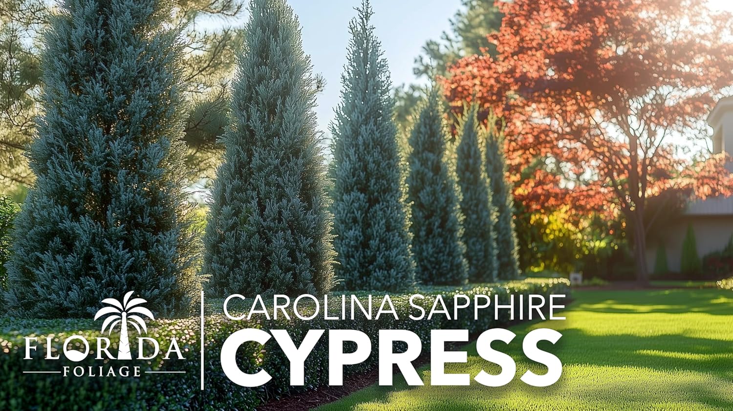 Carolina Sapphire | 30 Live Plants | Cupressus arizonica 'Carolina Sapphire' | Fast-Growing Privacy Trees | Evergreen Landscape Screening Plants