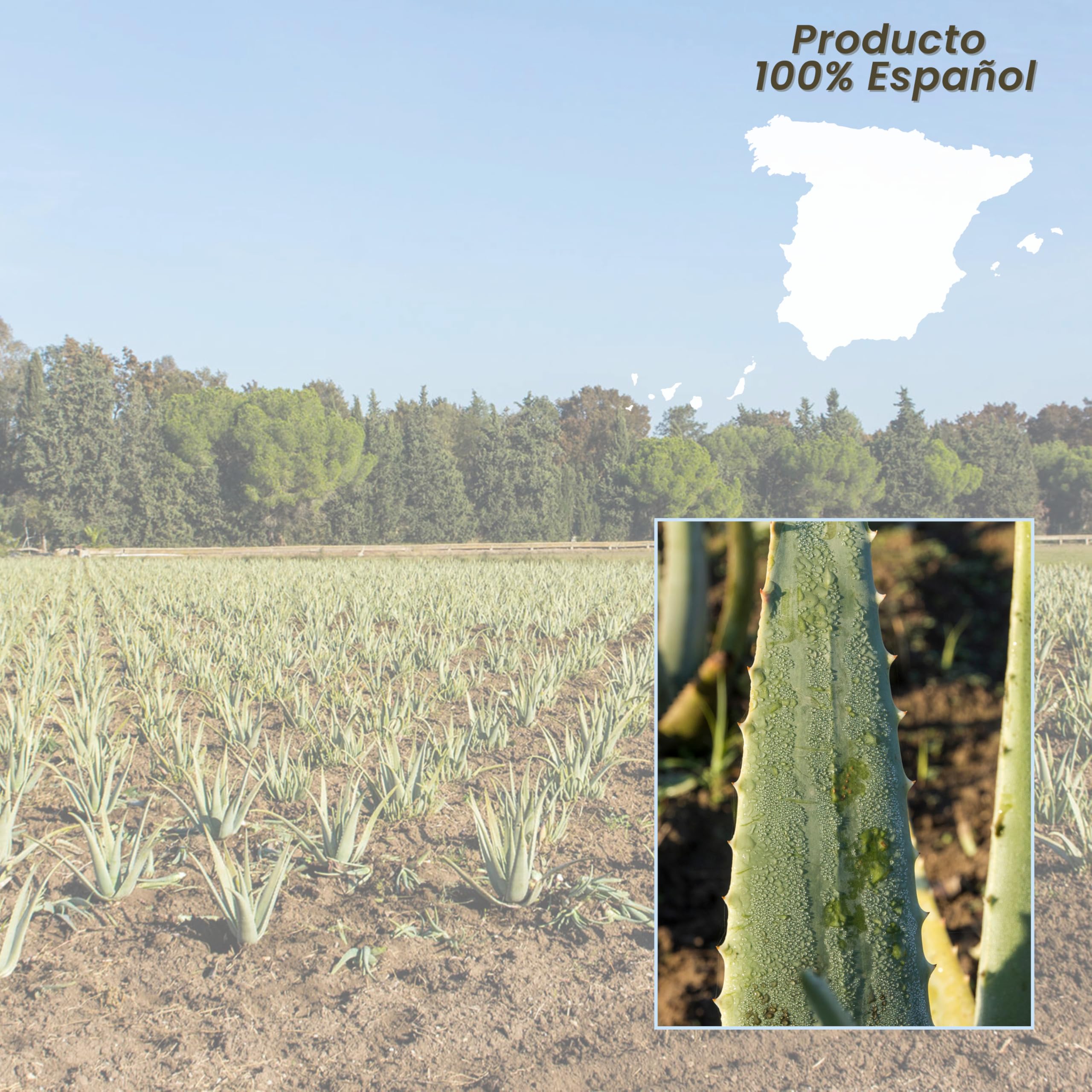 NATURAE Jugo Aloe Vera con Pulpa Ecológico - 1000 ml