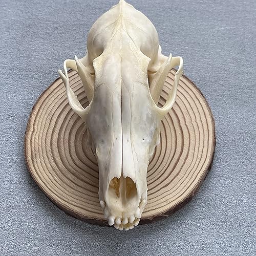 Real Fox Skull (ethically sourced)