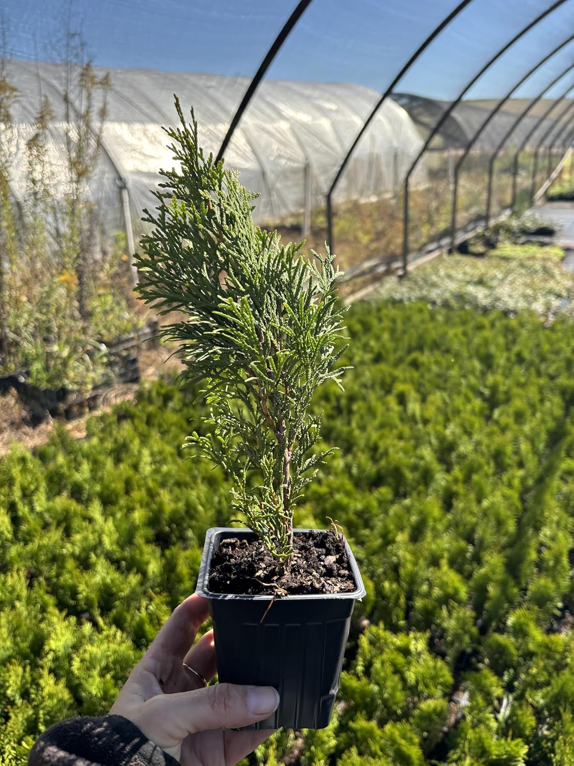 10 Emerald Green Arborvitae in 3.5 inch pots