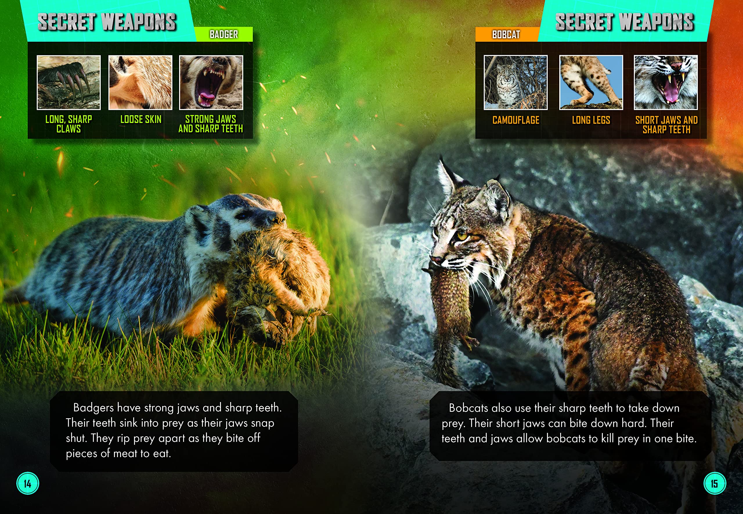 Badger Vs. Bobcat