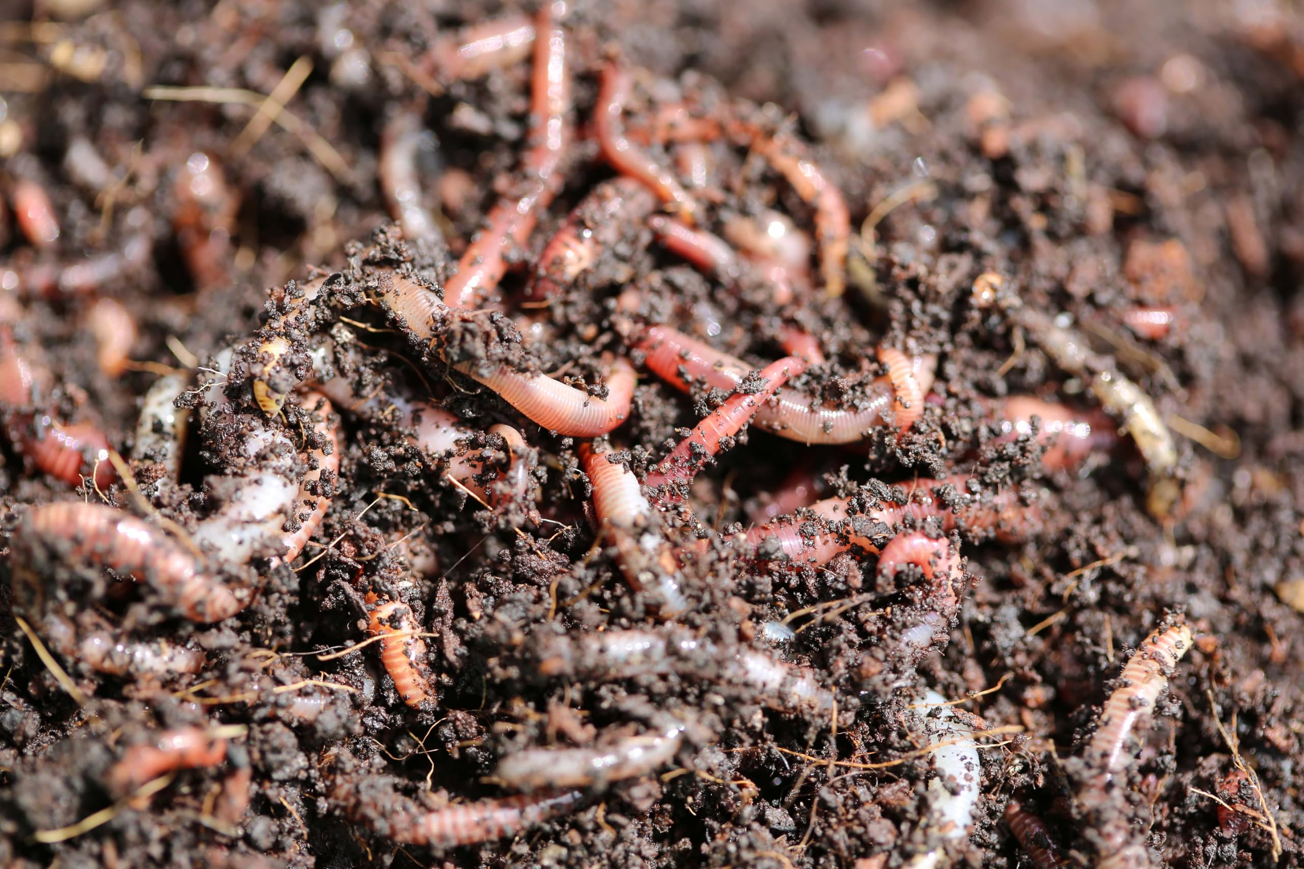 Thewormhub 200g MEDIUM-LARGE DENDROBAENA WORMS FISHING LIVE BAIT/COMPOSTING/REPTILE FOOD