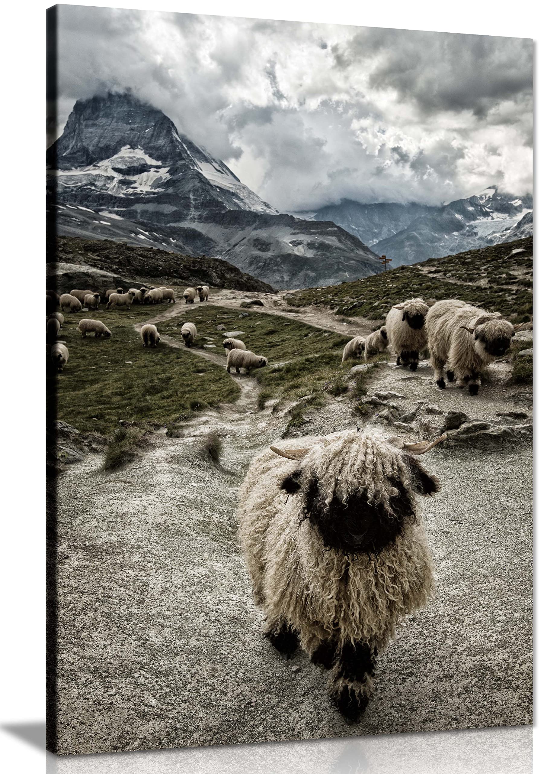 Panther Print Fine Art Prints Valais Blacknose Sheep Herd Nature Artistic Framed Canvas Print, Pictures for Home Walls, Bedroom, Living Room & Bathroom Decor 91x61cm (36x24in)