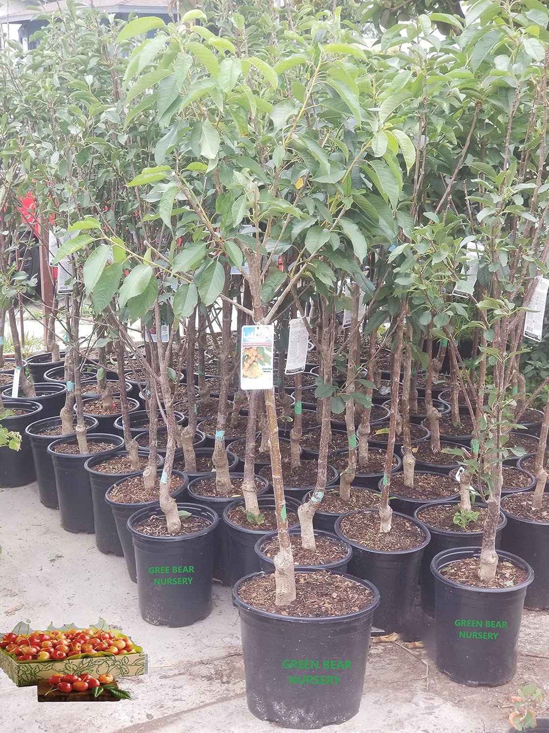 Green Bear Grafted Rainier Cherry Tree, 5-6 Ft Tall, Live Potted Fruit Tree, Full Sun to Partial Shade