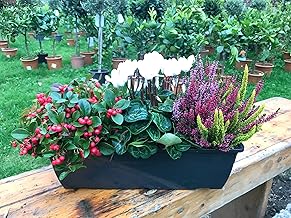 Calluna vulgaris Trio Milka Autumn Balcony Box 40 cm Wide, Cyclamen & Puffberry, 3 Plants Including Box