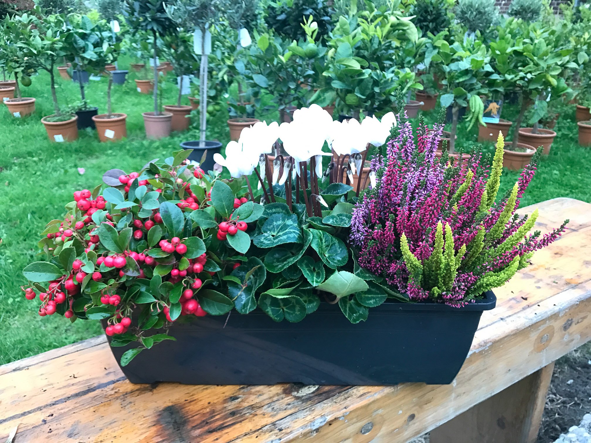 blumenkasten material Rechteckiger Blumenkasten für außen main image 0