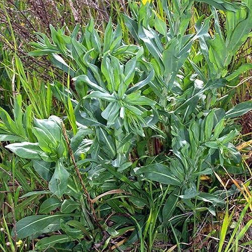 Miniatura 3 de Woad Seeds (Isatis tinctoria) Más de 20 semillas de hierbas medicinales de plantas de tinte raro en cápsulas de semillas congeladas para The