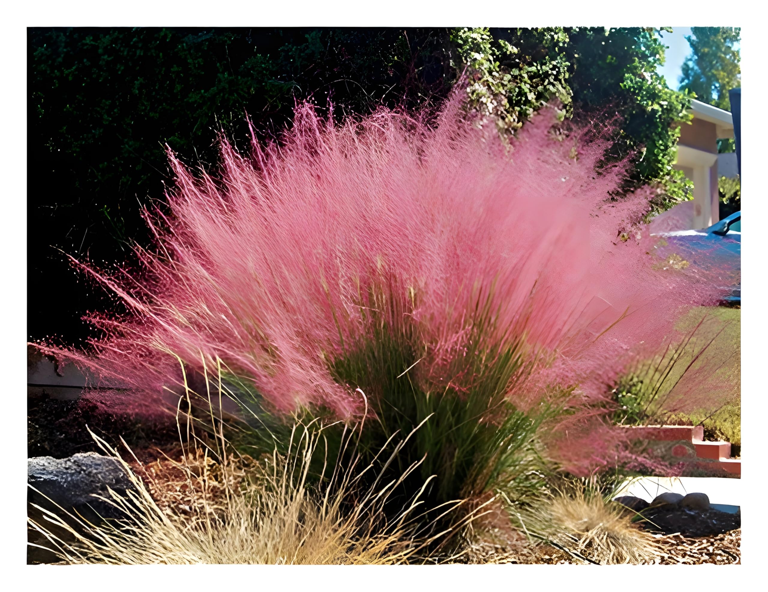 Stauden Gänge 1 x Muhlenbergia capillaris im 1 Liter Topf (Ziergras/Gräser/Winterhart/Mehrjährig/Staude) Rosa Haargras - Rosa Wolken, die den Garten verzaubern - Blickfang